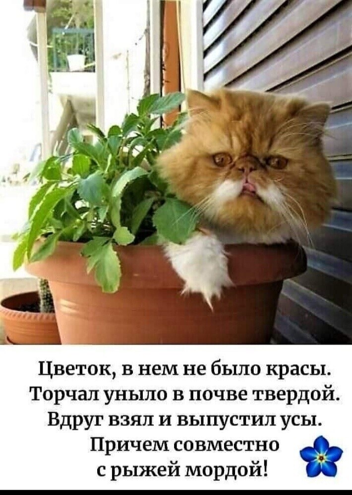 Морфологический разбор глагола