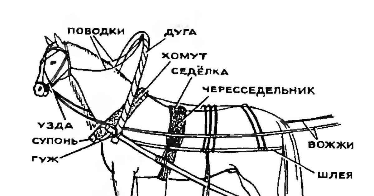 "правильное написание слова "запряжённые": морфологический и фонетический разбор" - seo-заголовок для статьи.