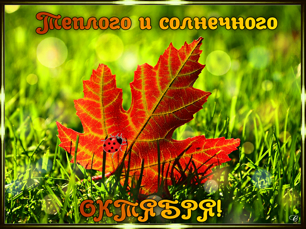 Как имена прилагательные склоняются, то есть, склонение в разных родах, числах, по падежам