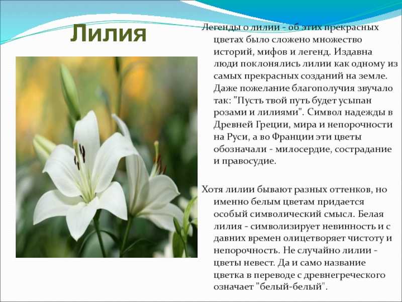 Происхождение, характеристика и значение имени лилия (лиля)