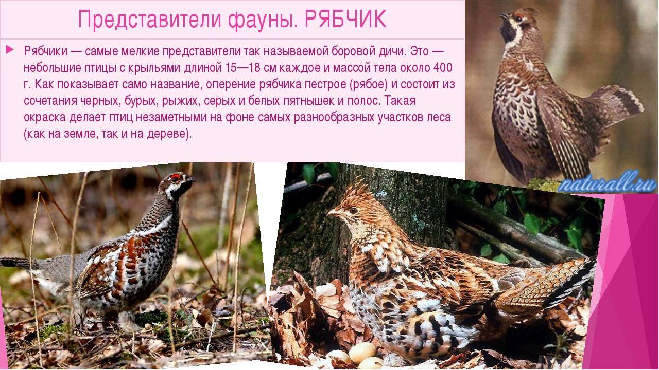 Урок 6: родственные слова - 100urokov.ru