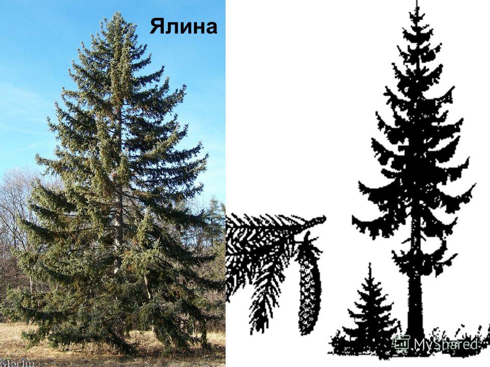 Значение имени алина