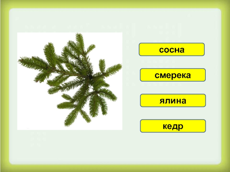 Значение имени элина, происхождение и влияние на судьбу девочки