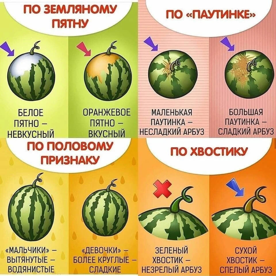Знак ударения в слове арбуз