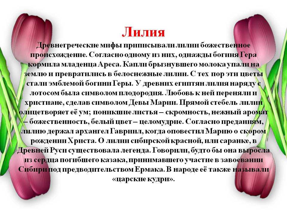 Лилею значение. Легенды о цветах. Легенды о лилиях цветах. Презентация о цветах. Проект о цветах.