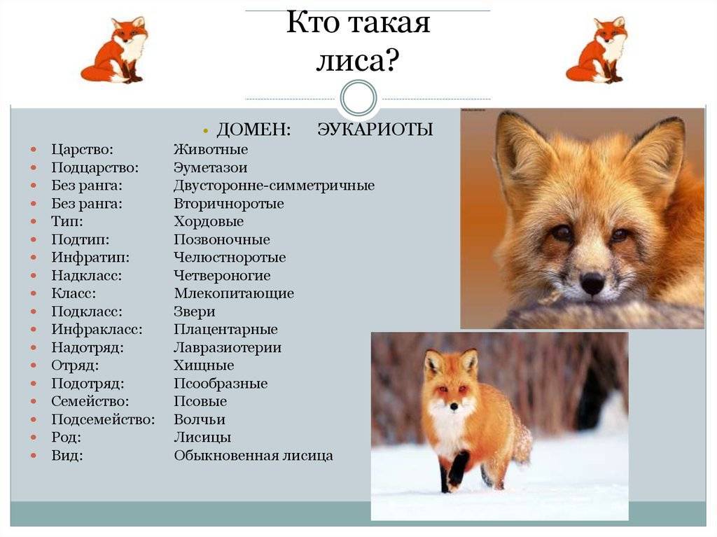 Значение имени елизавета (лиза) для девочки, характер и судьба.